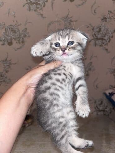 золотая шиншилла котенок: Şotland yastı qulaq, Ünvandan götürmə, Ödənişli çatdırılma — 5