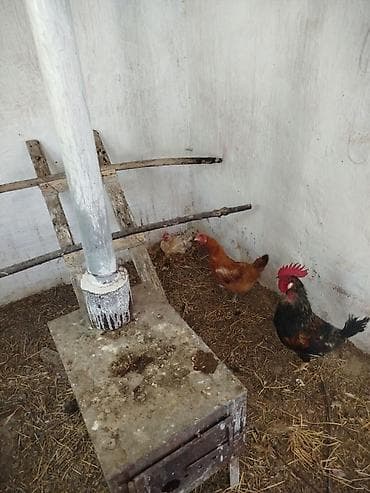 derzi quşu: Toyuq, Damazlıq — 3