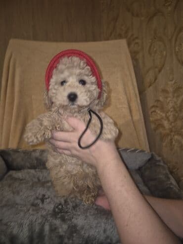 erkey quzular: Pudel, 2 ay, Erkek, Peyvəndli — 9