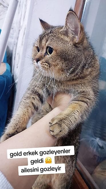 Qızıl şinşilla, Erkək, Yaxşı əllərə, Ödənişli çatdırılma — 5