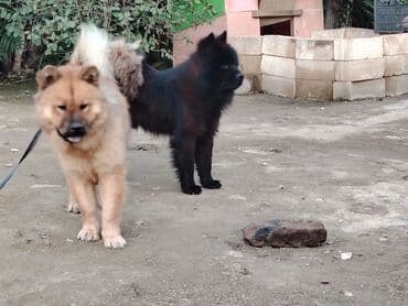 пудель карликовый цена: Чау-чау — 3