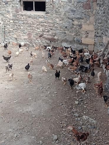 il: Toyuq cücələri, Ətlik, Ünvandan götürmə — 1