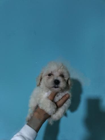 heyvan bazari harda yerlesir: Salam maltipo balası tam sağlam erkek real alıcı əlaqə saxlasın temiz — 2