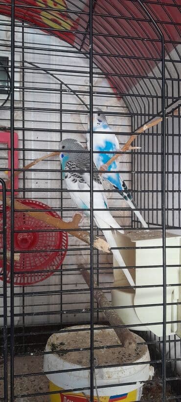 2 aylıq ərkəklər.2- х месячные самцы