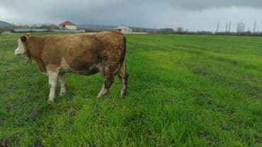 bal arsı: Salam simtal altında ikidənə əkiz balayana bir ərkəy bir dişi 3 aylığ — 1