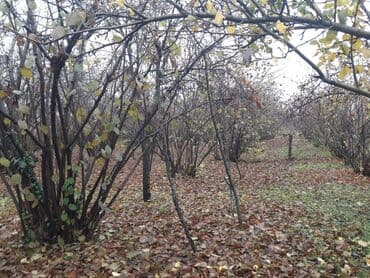 Moskviç: 5 otaqlı, 150 kv. m, Kredit yoxdur, Orta təmir — 6