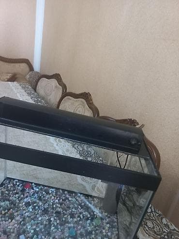 Gəmiricilər: Akvarum satılır 40 selqiledir lazim üçün fso — 6