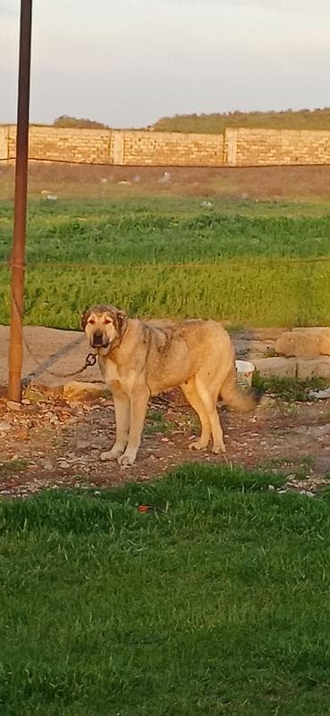 it damlari: Qurdbasar, 2 il, Dişi, Peyvəndli, Ödənişli çatdırılma — 8