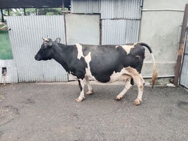 holstein inekleri: Südlük inək - Rəng: qara-ağ, xallı - Cins tipi: Holştin/holştin tipli — 2