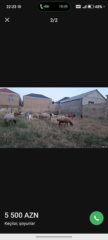 cins keciler: Keçilər və qoyunlar – qarışıq sürü - Sürü tərkibi: müxtəlif rəng və — 2