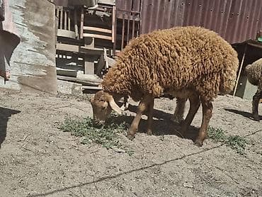 balaca it ucuz: Dişi, il: 1, 35 kq, Damazlıq, Ünvandan götürmə — 9