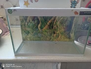 İtlər: Şüşə akvarium Mənzərəli fonu var qiymət sondur - Şəffaf şüşədən — 8