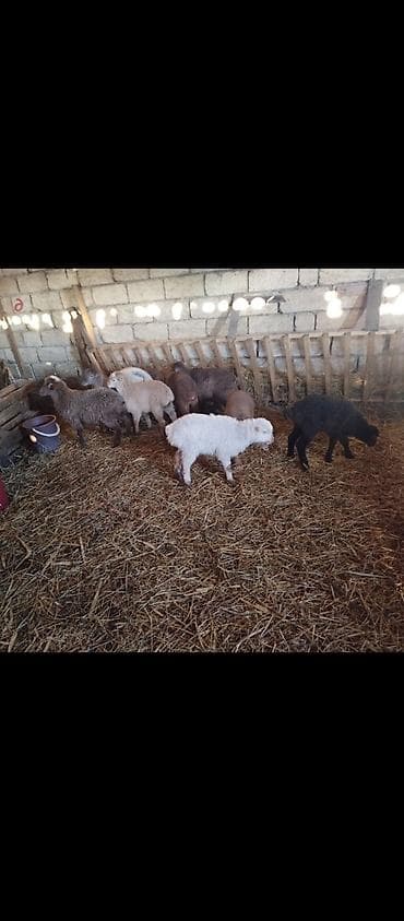 Sağlam quzular satılır 22 ədəd 11 erkeybiri dişi qiyməti 185 manat