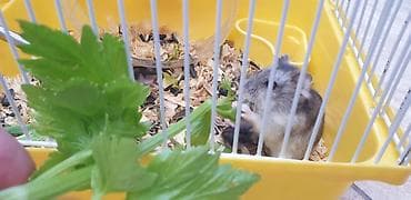 xomyak satilir: 7 hamster 3 boyuk 4 balası hamısı birliktə satiram qəfəsi ustundə — 2