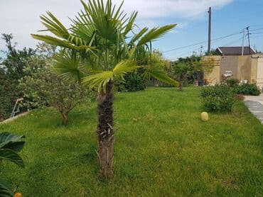 çıxarış nədir: 6 otaqlı, 350000 kv. m, Orta təmir — 20