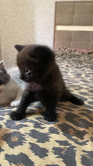 ev heyvanı satışı: Britan, Erkək, Dişi — 1