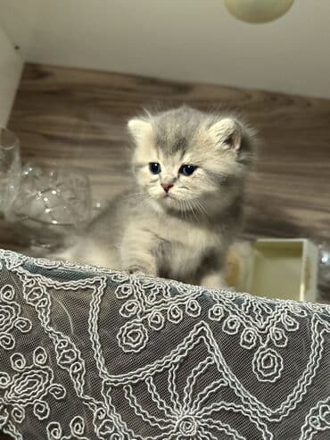 сколько стоит британский котёнок: Британская, Самец — 4