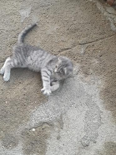 pişik yuva: Tabbi, Yaxşı əllərə — 2