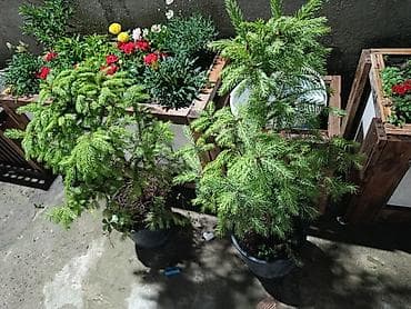 Qara küknar (Picea) – qablarda əkilmiş dekorativ həmişəyaşıl — 5