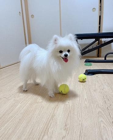 Şpitz, Peyvəndli, Ünvandan götürmə
