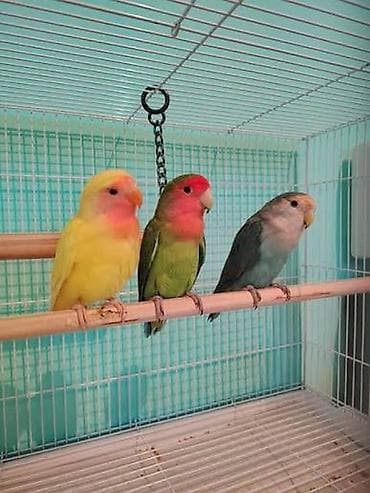 tutuquşlar: Məhsul: Sevgi tutuquşları (Agapornis) – 3 fərqli rəng variantı — 1