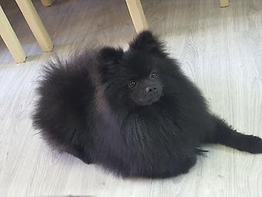 Şpitz, 7 ay, Erkek, Peyvəndli, Ünvandan götürmə