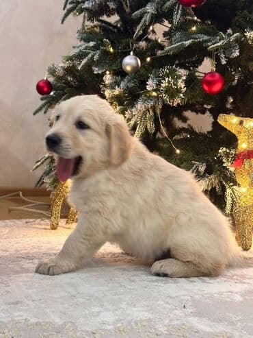 Gəmiricilər: Retriever, 2 ay — 3