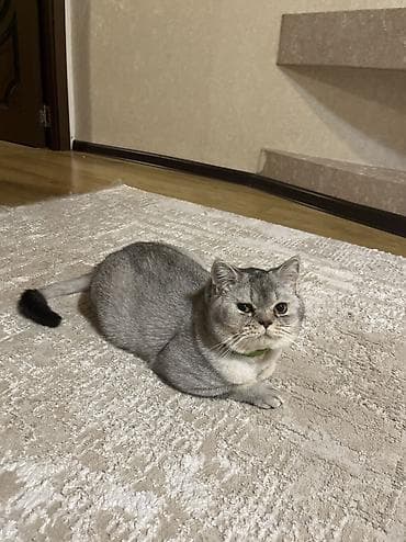 satiliq pisikler: Şinşilla, Erkək, Cütləşmə üçün — 3