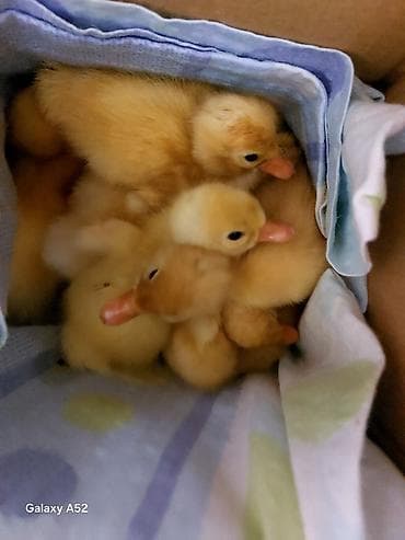 tüklü itler: Musk ördəyi balaları (ləpələr) - Cins: Musk/Muscovy ördək - — 3