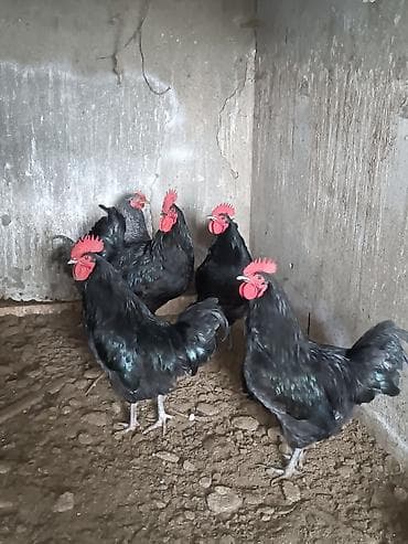 ov iti satilir: Xoruz, il: 1, Ünvandan götürmə — 4