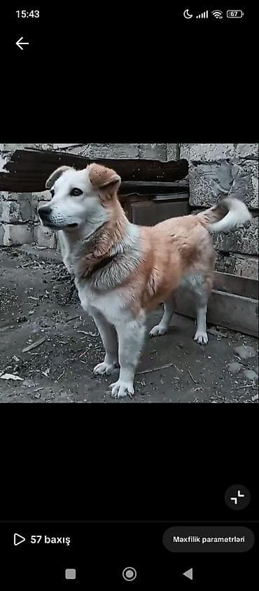 2 il, Dişi, Peyvəndli, Ünvandan götürmə