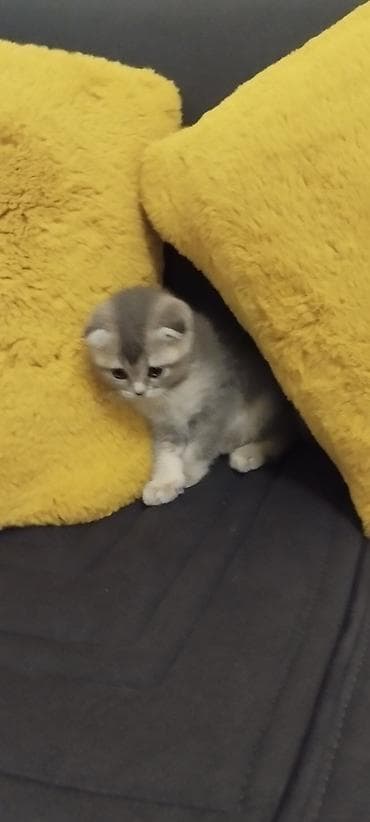 pişik pers: Şotland — 2