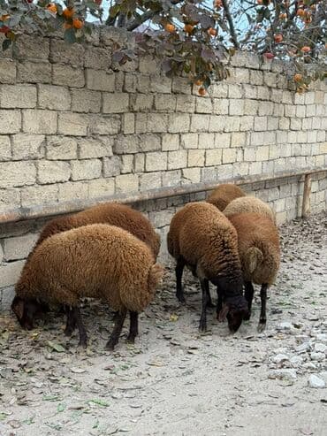сколько стоят щенки: Самец, Qala, лет: 1, 65 кг, Для разведения, Самовывоз — 4