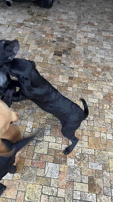 ovcharka balasi satilir: Kurtxar, 5 ay, Dişi, Peyvəndli, Ünvandan götürmə — 3