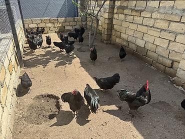 Toyuq, Australorp, Damazlıq, Ünvandan götürmə