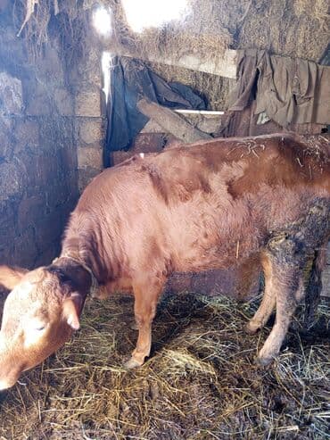 cins ineklerin qiymeti: Dana, buzov, Dişi, Simental, ay: 12, Damazlıq — 3