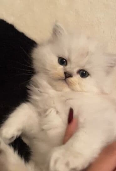 İtlər: Şinşilla, Dişi — 1