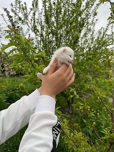 gəncə toyuq satan: Erkək, Yaxşı əllərə, Ödənişli çatdırılma — 3