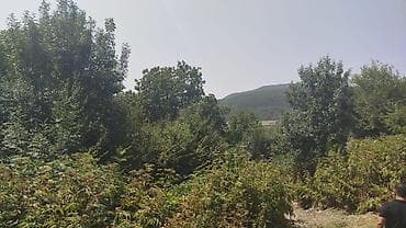 mida evlər: Ismayilli rayon Diyallı kəndində torpağ sahəsi satılır sənədi çıxarış — 9