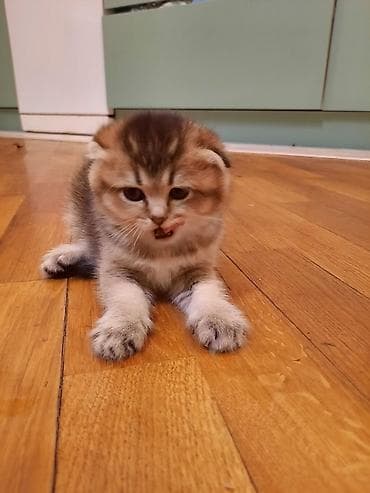 pişik satisi 2019: Şotland yastı qulaq, Dişi, Ünvandan götürmə — 1