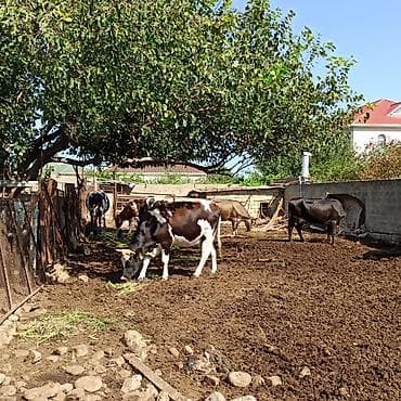 Хозтовары: 1 ltr --1 m 40 qəpik ( Süd ) 3 kq balon --4 m 50 qəpik (qatiq) 600 qr — 2