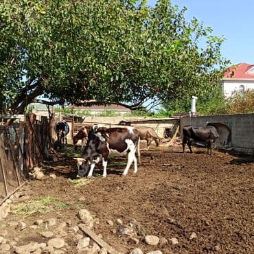 zeytun yağı: 3 kq balon --4 m 50 qəpik (qatiq-sud) 600 qr banka-1m 30 qəpik — 5