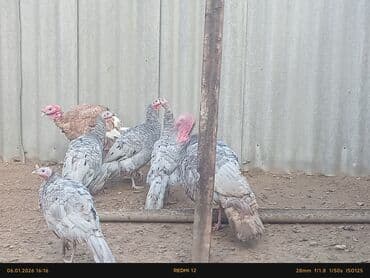 Hinduskalar 4dısi 2erkeydi oz heyvanlarimdi damazliq kim istese esl