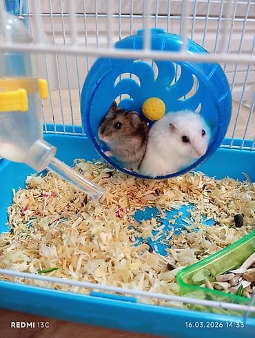 it satsi: Satilir. 2hamster və hamsterlər üçün tam dəst qəfəs və aksesuarlar — 1