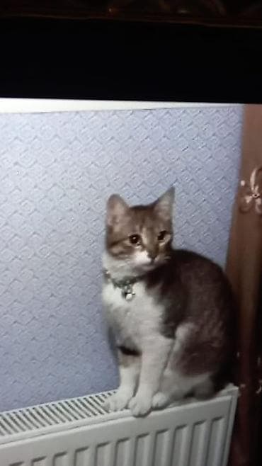 Yaxşı əllərə lalafo.az -da Yaxşı əllərə