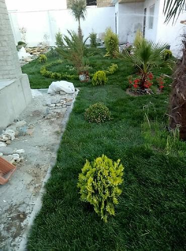 gül toxum satışı: Super qazon enli yarpaq sıx və alaqsız hörmetli ve deyerli — 1