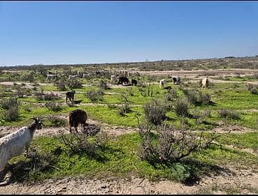 jersey inək satılır: Məhsul: cepis-keçi sürüsü (qarışıq cinslər) Təsvir: - Açıq otlaq — 1