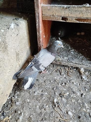 ağ goyərcin: Göy-boz rəngli poçt/ev göyərçini - Rəng: açıq boz gövdə, qanadlarda — 3