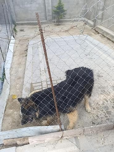 pitbul sekilleri: Alman çoban iti, Peyvəndli — 7