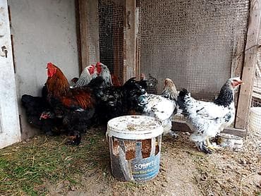 xoruz gence: Brahma cins toyuqlar və xoruzlar 2 - Növ: Brahma (iri bədənli, lələkli — 4